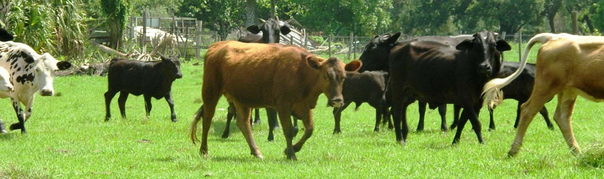 All type of livestock Solutions